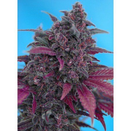 Dark Devil - Sweet Seeds | Autoflower Cannabis Seeds