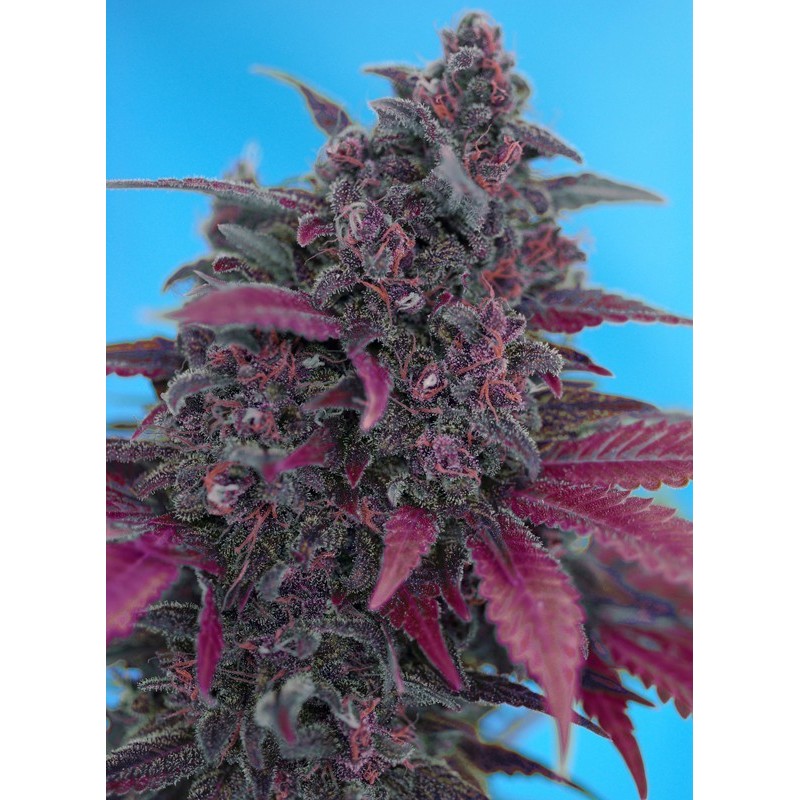 Dark Devil - Sweet Seeds | Autoflower Cannabis Seeds Dark Devil - Sweet Seeds | Autoflower Cannabis Seeds