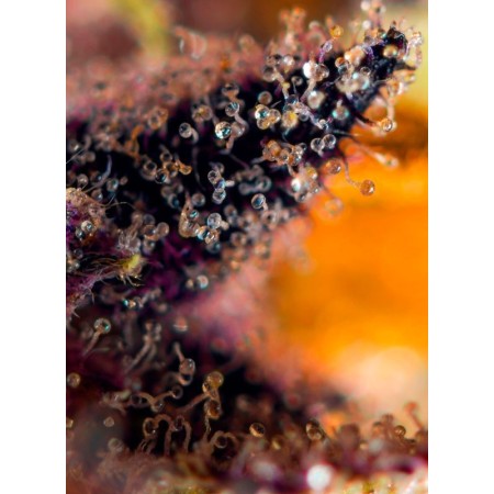 Dark Devil - Sweet Seeds | Autoflower Cannabis Seeds Dark Devil - Sweet Seeds | Autoflower Cannabis Seeds