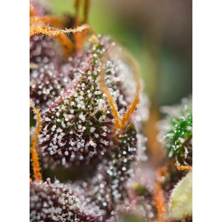Dark Devil - Sweet Seeds | Autoflower Cannabis Seeds Dark Devil - Sweet Seeds | Autoflower Cannabis Seeds
