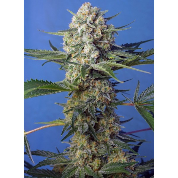 Crystal Candy F1 - Sweet Seeds | Feminized