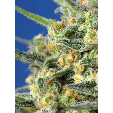 Crystal Candy F1 - Sweet Seeds | Feminized Cannabis Seeds