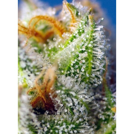 Crystal Candy F1 - Sweet Seeds | Feminized Cannabis Seeds