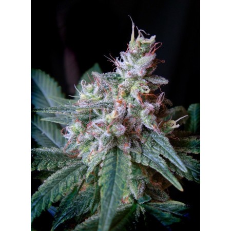 Cream Caramel F1 Fast Version - Sweet Seeds | Feminized