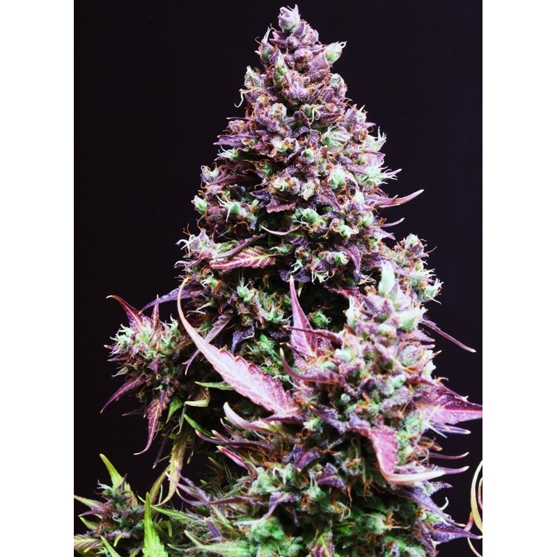 Cream Caramel - Sweet Seeds | Autoflower Cannabis Seeds Cream Caramel - Sweet Seeds | Autoflower Cannabis Seeds