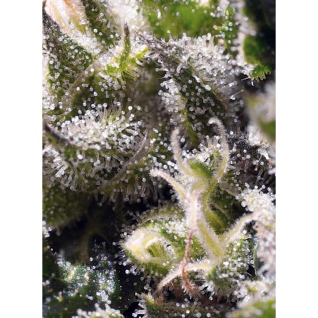 Cream Caramel - Sweet Seeds | Autoflower Cannabis Seeds Cream Caramel - Sweet Seeds | Autoflower Cannabis Seeds