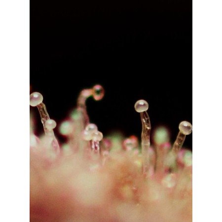 Cream Caramel - Sweet Seeds | Autoflower Cannabis Seeds Cream Caramel - Sweet Seeds | Autoflower Cannabis Seeds