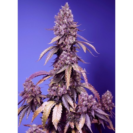 Black Muffin F1 - Sweet Seeds | Feminized Cannabis Seeds