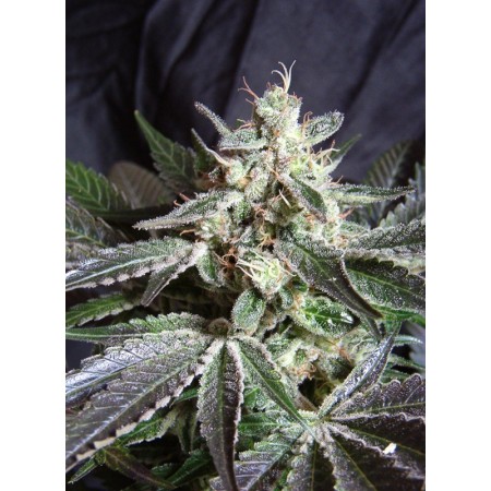 Black Jack F1 - Sweet Seeds | Feminized Cannabis Seeds