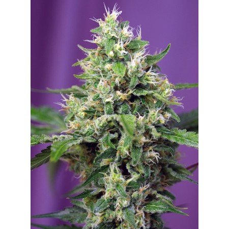 Amnesia Haze XL - Sweet Seeds | Autoflower Cannabis Seeds