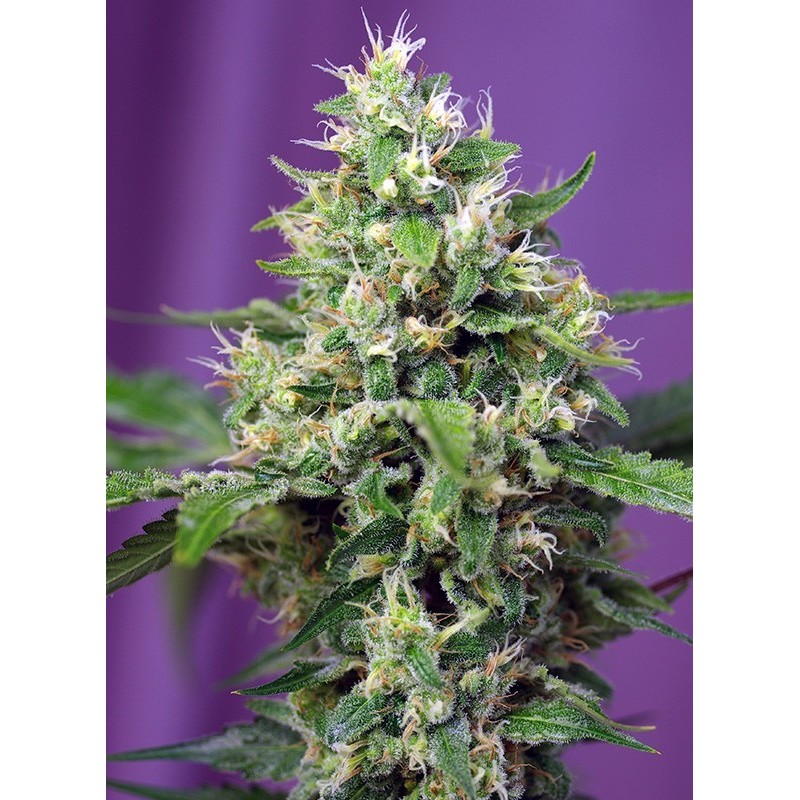 Amnesia Haze XL - Sweet Seeds | Autoflower Cannabis Seeds