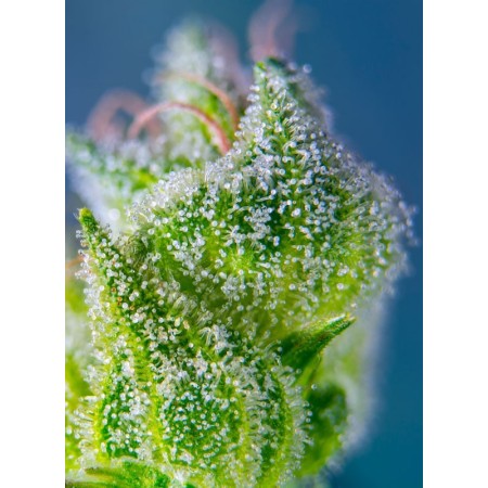 Amnesia Haze XL - Sweet Seeds | Autoflower Cannabis Seeds