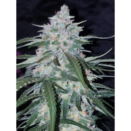 Pineapple Express - Fast Buds Seeds | Autoflower Cannabis Seeds