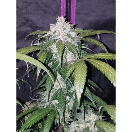Pineapple Express - Fast Buds Seeds | Autoflower Cannabis Seeds