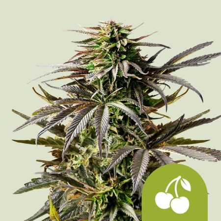 Cherry Pie - Royal Queen Seeds | Autoflowering Cannabis Seeds