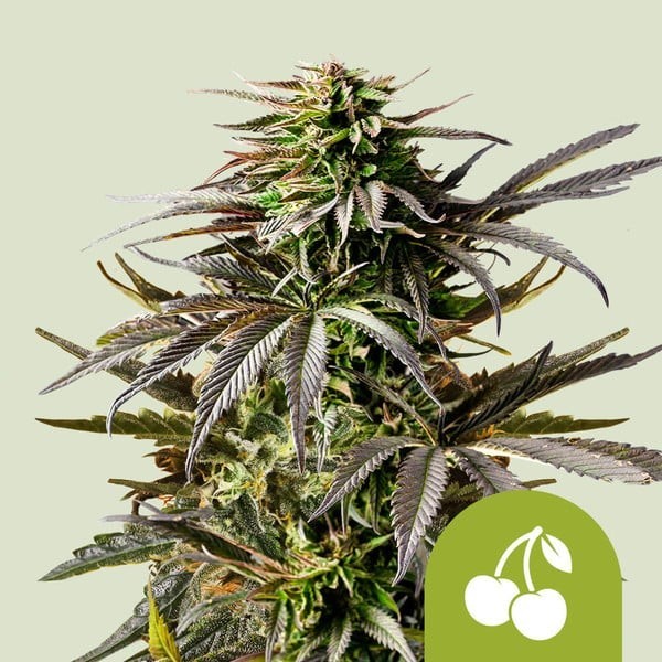 Cherry Pie - Royal Queen Seeds | Autoflowering