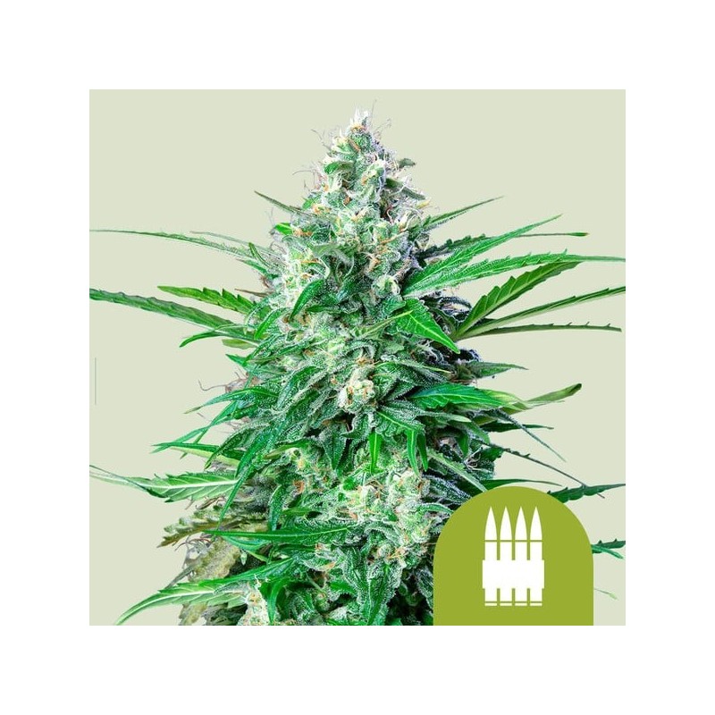 Royal AK - Royal Queen Seeds | Autoflowering Cannabis Seeds Royal AK - Royal Queen Seeds | Autoflowering Cannabis Seeds