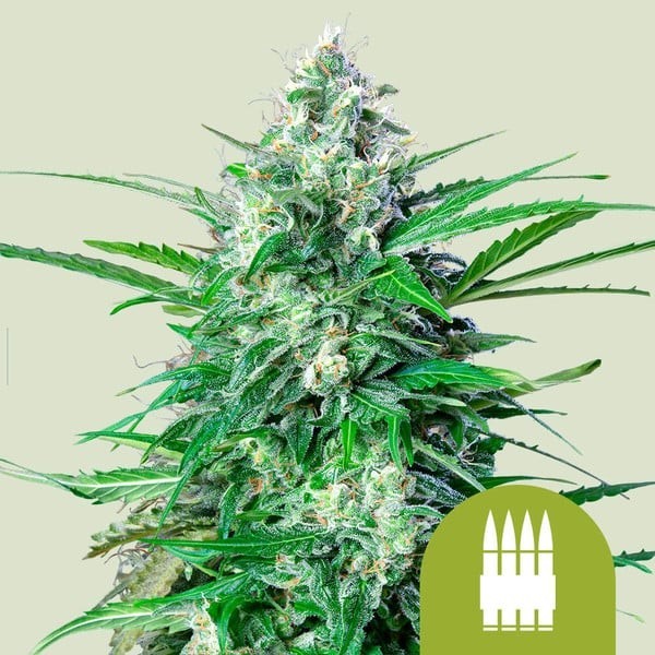 Royal AK - Royal Queen Seeds | Autoflowering