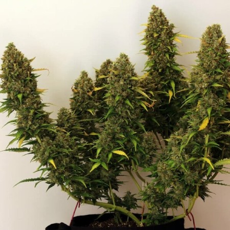 Royal Bluematic - Royal Queen Seeds | Autoflowering Royal Bluematic - Royal Queen Seeds | Autoflowering