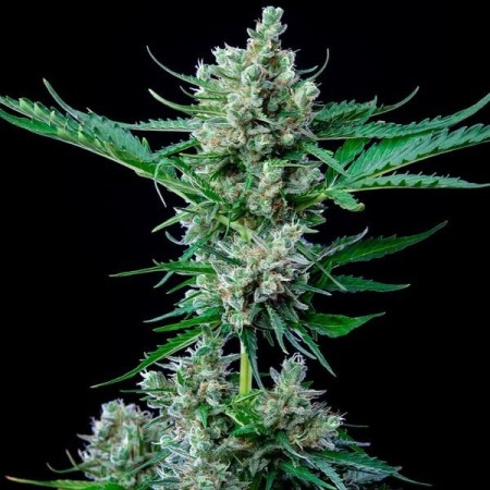Royal Bluematic - Royal Queen Seeds | Autoflowering Royal Bluematic - Royal Queen Seeds | Autoflowering