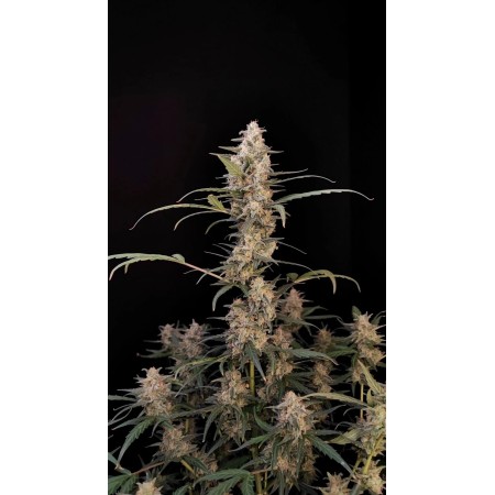 Critical - Fast Buds Seeds | Autoflower Cannabis Seeds
