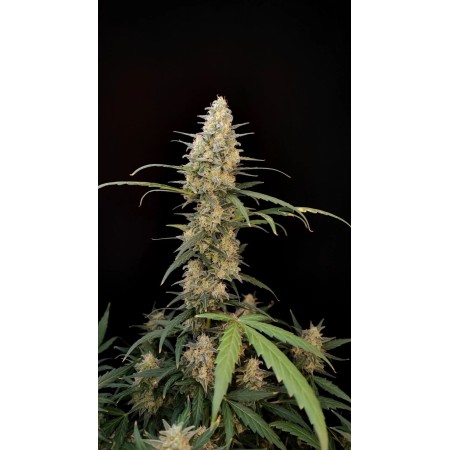 Critical - Fast Buds Seeds | Autoflower Cannabis Seeds