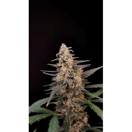 Critical - Fast Buds Seeds | Autoflower Cannabis Seeds