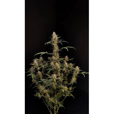 Critical - Fast Buds Seeds | Autoflower Cannabis Seeds