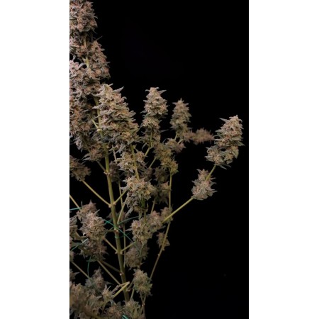 Critical - Fast Buds Seeds | Autoflower Cannabis Seeds