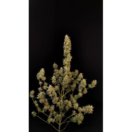 Critical - Fast Buds Seeds | Autoflower Cannabis Seeds