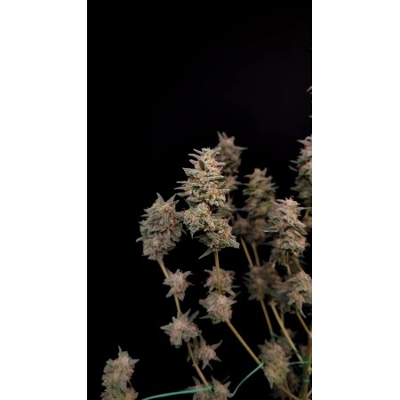 Critical - Fast Buds Seeds | Autoflower Cannabis Seeds