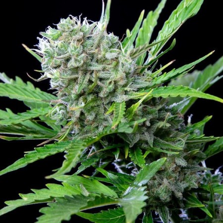 Royal Bluematic - Royal Queen Seeds | Autoflowering Royal Bluematic - Royal Queen Seeds | Autoflowering