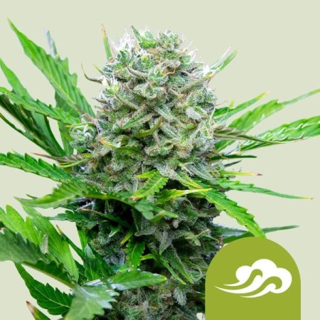 Royal Bluematic - Royal Queen Seeds | Autoflowering