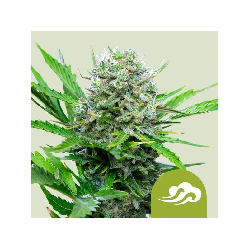 Royal Bluematic - Royal Queen Seeds | Autoflowering Royal Bluematic - Royal Queen Seeds | Autoflowering