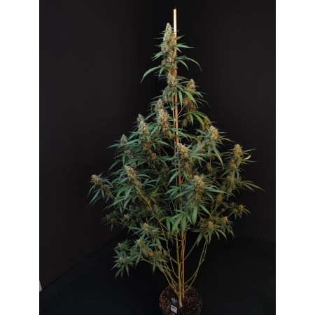 Cheese - Fast Buds Seeds | Autoflower Cannabis Seeds