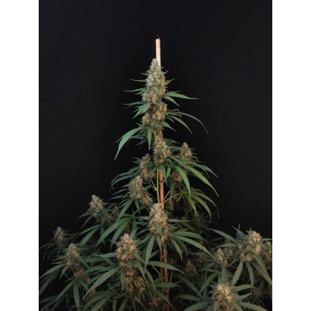 Cheese - Fast Buds Seeds | Autoflower Cannabis Seeds