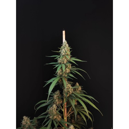 Cheese - Fast Buds Seeds | Autoflower Cannabis Seeds
