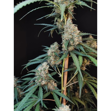 Cheese - Fast Buds Seeds | Autoflower Cannabis Seeds