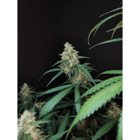 Cheese - Fast Buds Seeds | Autoflower Cannabis Seeds