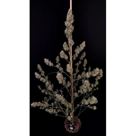 Cheese - Fast Buds Seeds | Autoflower Cannabis Seeds