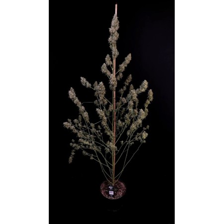 Cheese - Fast Buds Seeds | Autoflower Cannabis Seeds