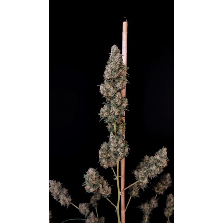 Cheese - Fast Buds Seeds | Autoflower Cannabis Seeds