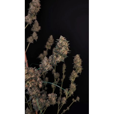Cheese - Fast Buds Seeds | Autoflower Cannabis Seeds