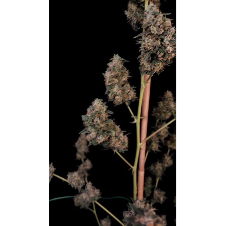 Cheese - Fast Buds Seeds | Autoflower Cannabis Seeds