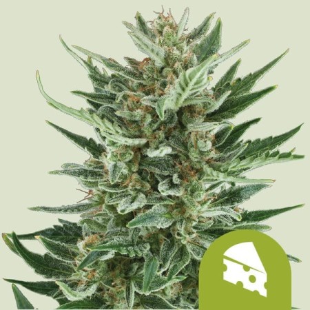 Royal Cheese - Royal Queen Seeds | Autoflowering Cannabis Seeds