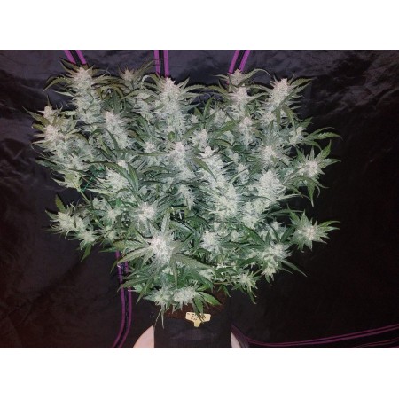 Mexican Airlines - Fast Buds Seeds | Autoflower Cannabis Seeds Mexican Airlines - Fast Buds Seeds | Autoflower Cannabis Seeds