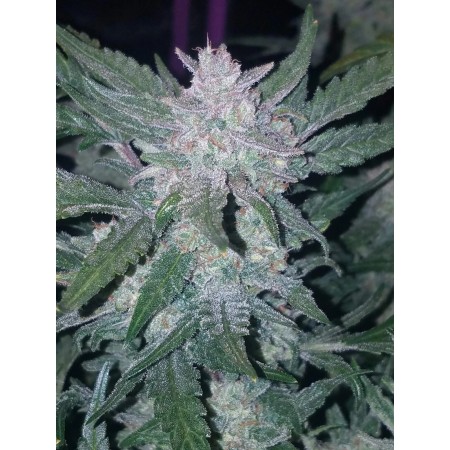 Mexican Airlines - Fast Buds Seeds | Autoflower Cannabis Seeds Mexican Airlines - Fast Buds Seeds | Autoflower Cannabis Seeds