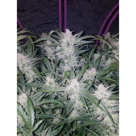 Mexican Airlines - Fast Buds Seeds | Autoflower Cannabis Seeds Mexican Airlines - Fast Buds Seeds | Autoflower Cannabis Seeds