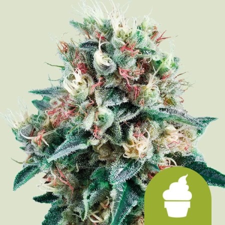 Royal Creamatic - Royal Queen Seeds | Autoflowering