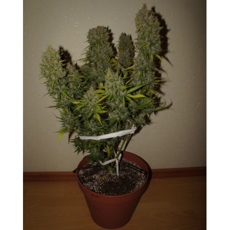 Grapefruit - Fast Buds Seeds | Autoflower Cannabis Seeds